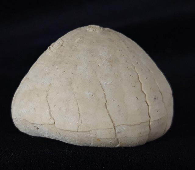 Echinocorys sulcata (GOLDFUSS 1826) - Bild &copy; FossNet FossilienStore